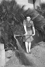 1942 Los Angeles Hall of Justice Victory Garden WWII Homefront 4x6 Photo Print picture