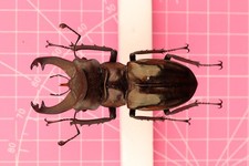 Lucanus mishmi 67mm... XL male... picture