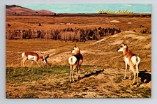 Postcard Montana Antelope, Central and Eastern Montana picture