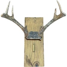 Whitetail Deer Antler Mount 6 Point Rack Rustic Wood Plaque Winchester 243 Shell picture