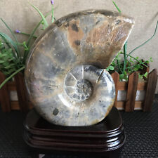1970g Rare Natural conch Ammonite fossil specimens of Madagascar+base  B1691 picture