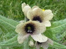 Hyoscyamus Niger 30 Seeds – Black Henbane – Rare Historic Medicinal Herb picture