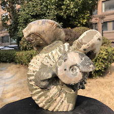 14LB Natural Beautiful Ammonite Fossil Conch Crystal Specimen Healing 223 picture