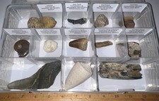Labeled REAL 12 Fossil Lot Case MEGALODON SHARK, DINOSAUR BONE, ICE AGE MAMMAL picture