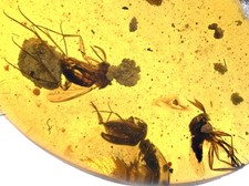 Swarm of Dipterans, Fossil Insect Inclusions in Burmese Amber picture