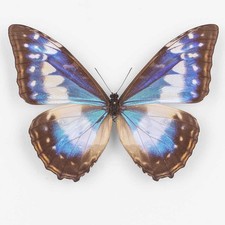 Morpho C. Cypris f. Cyanites ♀ Colombia - Female 2 - Nymphalidae Entomology picture