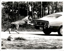 LG19 1980 Original Photo LION COUNTRY SAFARI WEST PALM BEACH FLORIDA ANIMAL PARK picture