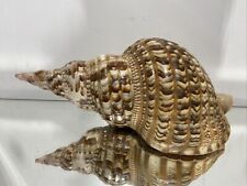 XL Seashell Large Size From Collection Rare and Beautiful picture