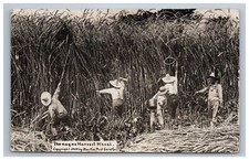 WH Martin Exaggeration Wheat Harvesting RPPC Photo Postcard Humor Exaggerated picture