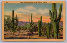 Giant Sahuaro Cactus Cacti AZ Desert Flora Arizona State Flower Postcard Vtg D6 picture