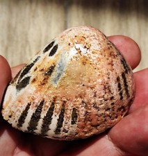 AMAZING RARE PINK RHODOCHROSITE FULL PSEUDOMORPHOSE BY THE SHELL picture