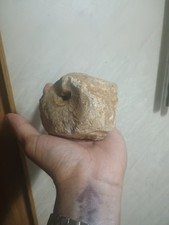 Ancient Fossilized Turtle Head picture