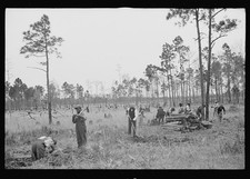 Photo:1930s United States FSA Unidentified Men Logging Pine Forest Camp picture