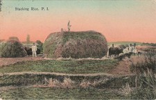 Vintage Philippines Postcard: Stacking Rice, Farmers & Water Buffalo, 1912 picture