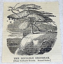 1832 small magazine engraving ~ THE SOCIABLE GROSBEAK in trees picture
