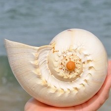 Large Indian Melon Volute Seashell Natural Conch Rare Real Beach Home Deco 7-8