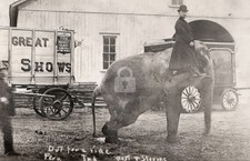 Hagenbeck Wallace Circus Elephant W Stevens Peru 1910s RPPC Photo Postcard COPY picture