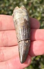 BIG Suchomimus Dinosaur Tooth 2.3” Fossil from Niger Spinosaurus Relative Dino picture