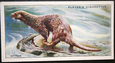 OTTER   Vintage 1939 Illustrated Colour  Wildlife Card  FD17M picture