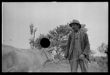 Photo:FSA Sharecropper with Cow 1935 Rural Farm Portrait picture