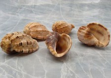David Harp Seashells Brown Tan Harpa Davidis (5 shells approx. 1+ inches) picture