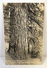 RPPC 14FT Douglas Fir Tree Oregon Caves Cavemen Dedication 1925 Antique picture