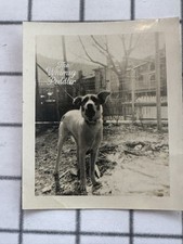 1940s Large Spotted Dog in Urban Backyard Vintage Pet Photograph picture