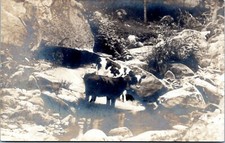 Postcard RPPC Cyko - Cows at river creek picture