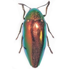 Sternocera aequisignata RED FORM buprestid beetle Thailand UNMOUNTED/PACKAGED picture