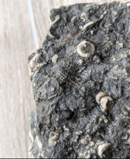Crinoid Sea Lily & Bryozoan Fossil Matrix – Multiple Stems – Natural Specimen picture