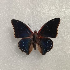 Lesser Blue Charaxes Butterfly, Charaxes numenes, Wings Spread, Real Insect, A- picture