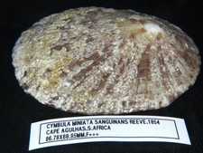 CYMBULA MINIATA SANGUINANS: ABSOLUTE GIANT @ 86.78 X 68.95MM LARGEST I'VE SEEN picture