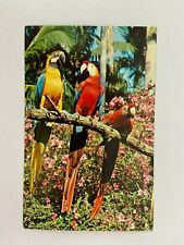 Blue Red Gold Macaw Sunken Gardens Florida Vintage Postcard Parrot Bird picture
