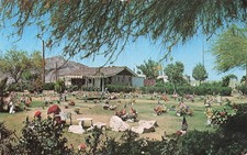 Tempe Arizona Pet Animals Rest Memorial Mortuary Cemetery Vtg Postcard I41 picture