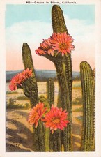 Echinopsis Hedgehog, Sea-Urchin, Easter Lily Cactus Botanical Vtg Postcard CP409 picture