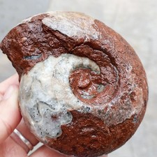368G TOP RARE WHOLE ROUGH PERMIAN BULK DENDRITIC AMMONITE CALCITE FOSSIL picture