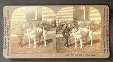 Boy & Dog Stereoview Keystone View Co. 1900s Humorous Animals Children picture