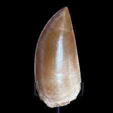 Museum Grade Chenanisaurus barbaricus Dinosaur Tooth 3.6cm – Rare Morocco Fossil picture