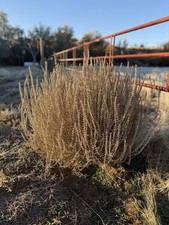 Wild West Wyoming Authentic Tumbleweed Tumble Weeds Tumbleweeds. Extra Large picture