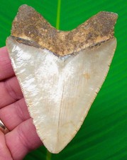 MEGALODON SHARK TOOTH  Real Fossil - 3.68”  Sharks Teeth picture