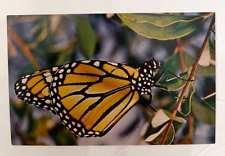 Regal Beauty Monarch Butterfly Milar's Pacific Grove California M45 Postcard picture