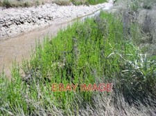 PHOTO  MARSH SAMPHIRE SALICORNIA EUROPAEA IT EMERGES FROM THE MUD OF THE SALT MA picture