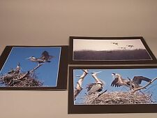 9 Beautiful Nature Photographs of Cranes 12