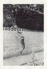 Vintage German Shephard Jumping Puppy Dog 1970s Photo Cinder Block Fence Playing picture