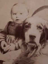 Antique 1900s Victorian Photo Card Toddler on Fur Blanket Long Eared Spaniel picture