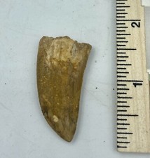 Carcharodontosaurus dinosaur CARCHARODON 1 3/4 AKA African TREX T REX CU20 picture