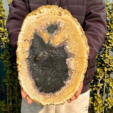 3.41LB Large Natural Petrified Wood Crystal Fossil Slice Shape Healing Specimen picture