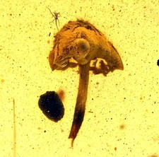 EXTREMELY RARE Mushroom, Fossil inclusion in Burmese Amber picture