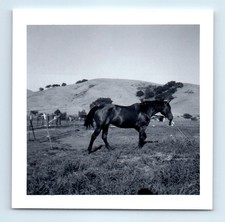 Old Vintage Square Photo HORSE ON RANCH HILLSIDE FARM LANDSCAPE SNAPSHOT PICTURE picture