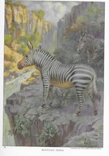 Mountain Zebra - CUSTOM MATTED - 1923 Vintage Horse Art Print - Gift picture